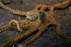 Octopus